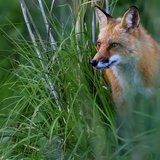 fox fox