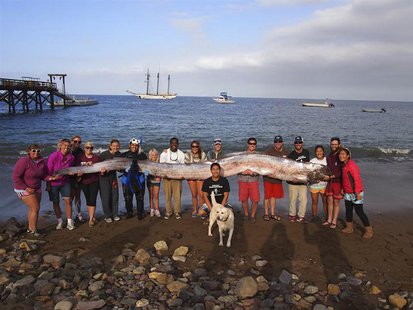 The crew of sailing school vessel Tole Mour and Catalina Island Marine Institute instructors hold an 18-foot-long oarfish that was found in The crew of sailing school vessel Tole Mour and Catalina Island Marine Institute instructors hold an 18-foot-long oarfish that was found in
