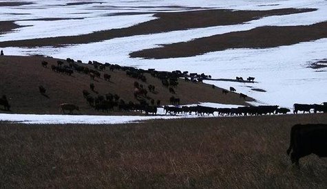 S.D. Farm Bureau released a number of resources available to help ranchers who lost livestock in the Atlas blizzard. (S.D. Farm Bureau.org) S.D. Farm Bureau released a number of resources available to help ranchers who lost livestock in the Atlas blizzard. (S.D. Farm Bureau.org)
