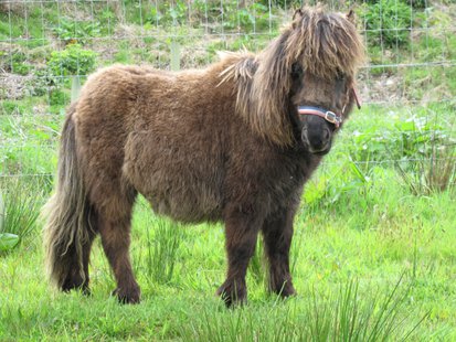 Miniature Shetland Pony Miniature Shetland Pony