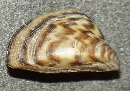 Zebra mussel Zebra mussel