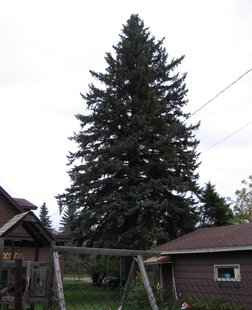 State tree in its natural habitat, in the yard of an Iron River couple. State tree in its natural habitat, in the yard of an Iron River couple.