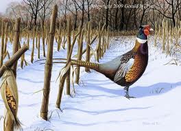 Pheasant in snow Pheasant in snow