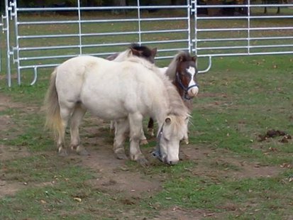 Horses Up For Adoption
pic 4 from The Horse Shoe Equine Rescue Horses Up For Adoption
pic 4 from The Horse Shoe Equine Rescue