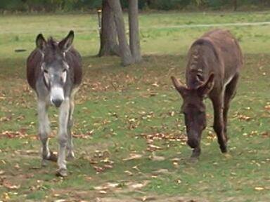 Donkeys Up For Adoption
pic 3 from The Horse Shoe Equine Rescue Donkeys Up For Adoption
pic 3 from The Horse Shoe Equine Rescue