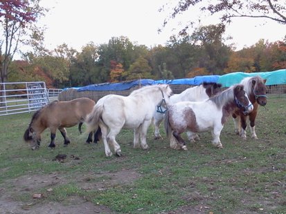 Horses Up For Adoption
pic 1 from The Horse Shoe Equine Rescue Horses Up For Adoption
pic 1 from The Horse Shoe Equine Rescue