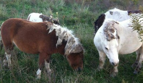 Horses Up For Adoption
pic 2 from The Horse Shoe Equine Rescue Horses Up For Adoption
pic 2 from The Horse Shoe Equine Rescue