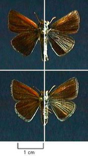 Poweshiek Skipperling Butterfly (Photo by: U.S. Geological Survey). Poweshiek Skipperling Butterfly (Photo by: U.S. Geological Survey).