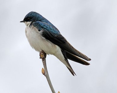 Tree Swallow in Madison (Photo by: John Benson/Creative Commons). Tree Swallow in Madison (Photo by: John Benson/Creative Commons).