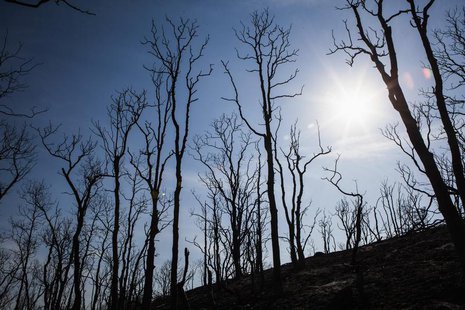 Trees burned by the Clover Fire are seen in Happy Valley, California, September 11, 2013. REUTERS/Max Whittaker Trees burned by the Clover Fire are seen in Happy Valley, California, September 11, 2013. REUTERS/Max Whittaker