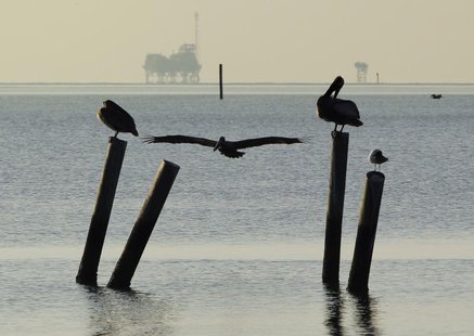 Pelicans sit on pilings along the Dauphin Island Parkway, Alabama May 5, 2010. REUTERS/Brian Snyder Pelicans sit on pilings along the Dauphin Island Parkway, Alabama May 5, 2010. REUTERS/Brian Snyder