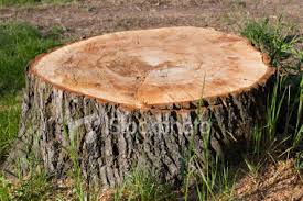 tree stump tree stump