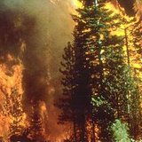 A bipartisan and bicameral group of western lawmakers pressed the U.S. Department of Agriculture to partner with the timber industry to reduce wildfire risks in fire-prone areas. Wikimedia.org A bipartisan and bicameral group of western lawmakers pressed the U.S. Department of Agriculture to partner with the timber industry to reduce wildfire risks in fire-prone areas. Wikimedia.org