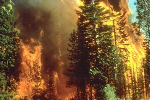 A bipartisan and bicameral group of western lawmakers pressed the U.S. Department of Agriculture to partner with the timber industry to reduce wildfire risks in fire-prone areas. Wikimedia.org A bipartisan and bicameral group of western lawmakers pressed the U.S. Department of Agriculture to partner with the timber industry to reduce wildfire risks in fire-prone areas. Wikimedia.org