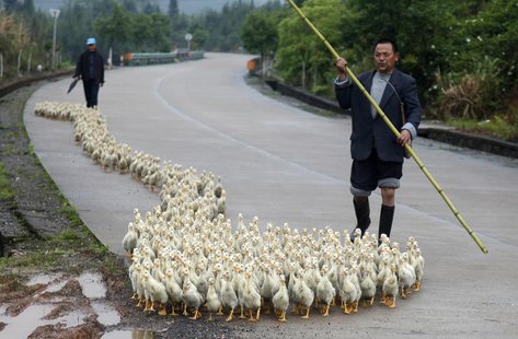 A breeder, whose business has been affected by the H7N9 bird flu virus, walks his ducks along a road in Changzhou county, Shandong province, A breeder, whose business has been affected by the H7N9 bird flu virus, walks his ducks along a road in Changzhou county, Shandong province,