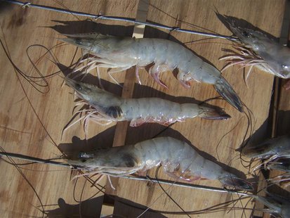 White shrimp (Litopenaeus setiferus) with black gill disease are pictured aboard the boat Billie B just off Otter Island near St. Helena Sou White shrimp (Litopenaeus setiferus) with black gill disease are pictured aboard the boat Billie B just off Otter Island near St. Helena Sou