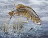 smallmouth bass smallmouth bass