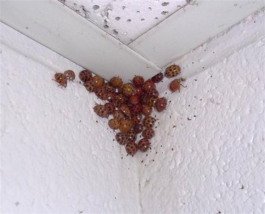 Lady beetles are congregating in a corner of a ceiling in this photo courtesy of University of Tennessee released to Reuters on November 6, Lady beetles are congregating in a corner of a ceiling in this photo courtesy of University of Tennessee released to Reuters on November 6,
