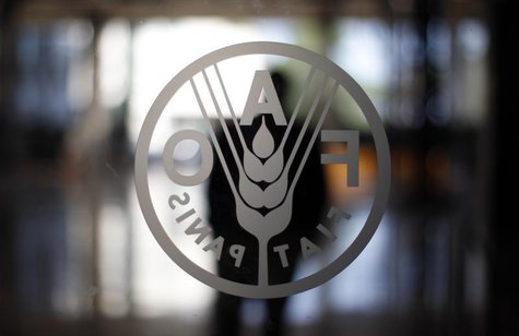 A FAO's logo is seen at the FAO headquarters in Rome September 6, 2012. REUTERS/Alessandro Bianchi A FAO's logo is seen at the FAO headquarters in Rome September 6, 2012. REUTERS/Alessandro Bianchi