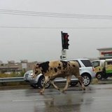 Bull on the loose (Courtesy KFIZ) Bull on the loose (Courtesy KFIZ)