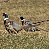 Spaces are filling fast for the Governor’s Pheasant Habitat Summit, scheduled for Dec. 6 at the Crossroads Convention Center in Huron. (KELO File) Spaces are filling fast for the Governor’s Pheasant Habitat Summit, scheduled for Dec. 6 at the Crossroads Convention Center in Huron. (KELO File)