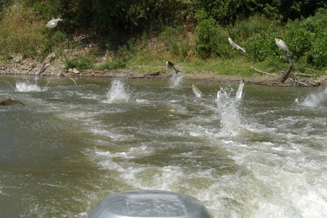 Asian Carp Asian Carp