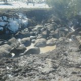 South Dakota Blizzard Cattle Deaths South Dakota Blizzard Cattle Deaths