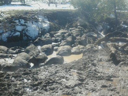 South Dakota Blizzard Cattle Deaths South Dakota Blizzard Cattle Deaths