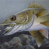 Stuart Nelson's winning contest entry for the DNR's 2014 walleye stamp contest Stuart Nelson's winning contest entry for the DNR's 2014 walleye stamp contest
