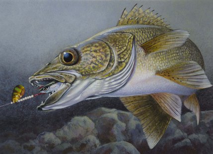 Stuart Nelson's winning contest entry for the DNR's 2014 walleye stamp contest Stuart Nelson's winning contest entry for the DNR's 2014 walleye stamp contest
