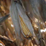 AP incorrectly blames biofuels for the loss of conservation, said SDFU President Doug Sombke. AP incorrectly blames biofuels for the loss of conservation, said SDFU President Doug Sombke.