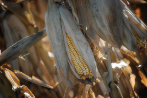 AP incorrectly blames biofuels for the loss of conservation, said SDFU President Doug Sombke. AP incorrectly blames biofuels for the loss of conservation, said SDFU President Doug Sombke.