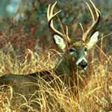 Whitetail Deer Whitetail Deer