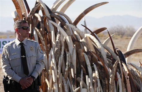 Bryan Yetter, a federal wildlife officer with the U.S. Fish and Wildlife Service stands guard next to a huge pile of confiscated elephant tu Bryan Yetter, a federal wildlife officer with the U.S. Fish and Wildlife Service stands guard next to a huge pile of confiscated elephant tu
