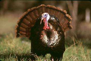 The South Dakota Game, Fish and Parks Commission has proposed several rule changes for the 2014 spring prairie turkey season. gfp.sd.gov The South Dakota Game, Fish and Parks Commission has proposed several rule changes for the 2014 spring prairie turkey season. gfp.sd.gov