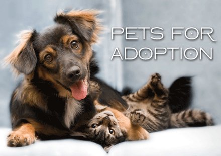 pets for adoption pets for adoption