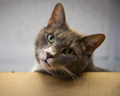 Sammy the Cat (photo courtesy Harbor Humane Society) Sammy the Cat (photo courtesy Harbor Humane Society)