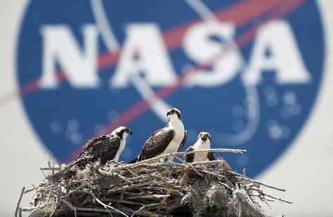 A family of Osprey are seen outside the NASA Kennedy Space Center Vehicle Assembly Building (VAB) in Cape Canaveral, Florida on Thursday May A family of Osprey are seen outside the NASA Kennedy Space Center Vehicle Assembly Building (VAB) in Cape Canaveral, Florida on Thursday May