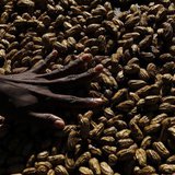 A woman arranges peanuts at the main markets in Honiara September 14, 2012. REUTERS/Daniel Munoz A woman arranges peanuts at the main markets in Honiara September 14, 2012. REUTERS/Daniel Munoz