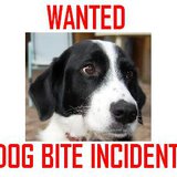 The Sioux Falls Police Department’s Animal Control Division would like the public’s help in locating a dog in reference to a dog bite. (MB Image) The Sioux Falls Police Department’s Animal Control Division would like the public’s help in locating a dog in reference to a dog bite. (MB Image)