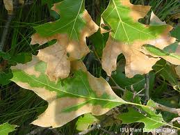 Oak Wilt damage. Photo: Iowa State University
Oak Wilt damage. Photo: Iowa State University