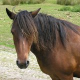 horse horse