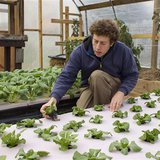 Chester County Food Bank agricultural director Bill Shick examines young lettuce plants growing in a hydroponic bed in a greenhouse, where t Chester County Food Bank agricultural director Bill Shick examines young lettuce plants growing in a hydroponic bed in a greenhouse, where t