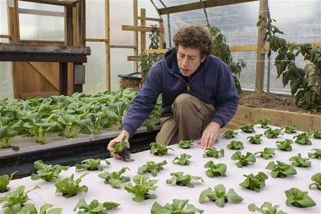 Chester County Food Bank agricultural director Bill Shick examines young lettuce plants growing in a hydroponic bed in a greenhouse, where t Chester County Food Bank agricultural director Bill Shick examines young lettuce plants growing in a hydroponic bed in a greenhouse, where t
