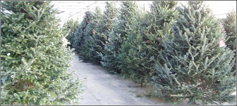 Christmas Trees Christmas Trees