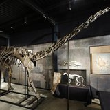 A diplodocus skeleton named "Misty" is seen at Summers Place Auctions in Billingshurst, southern England November 25, 2013. REUTERS/Luke Mac A diplodocus skeleton named "Misty" is seen at Summers Place Auctions in Billingshurst, southern England November 25, 2013. REUTERS/Luke Mac
