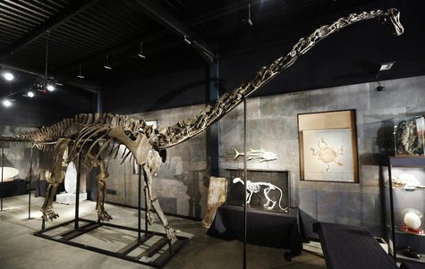 A diplodocus skeleton named "Misty" is seen at Summers Place Auctions in Billingshurst, southern England November 25, 2013. REUTERS/Luke Mac A diplodocus skeleton named "Misty" is seen at Summers Place Auctions in Billingshurst, southern England November 25, 2013. REUTERS/Luke Mac