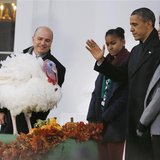 U.S. President Barack Obama joins his daughters Sasha (3rd R) and Malia (R) as they pardon National Thanksgiving Turkey "Popcorn", on the 66 U.S. President Barack Obama joins his daughters Sasha (3rd R) and Malia (R) as they pardon National Thanksgiving Turkey "Popcorn", on the 66
