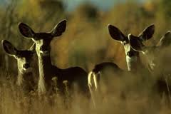 Depredation Hunts Depredation Hunts