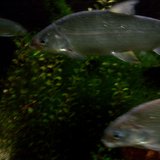 Lake Michigan Whitefish (Photo from: Rmhermen/Wikimedia Commons). Lake Michigan Whitefish (Photo from: Rmhermen/Wikimedia Commons).